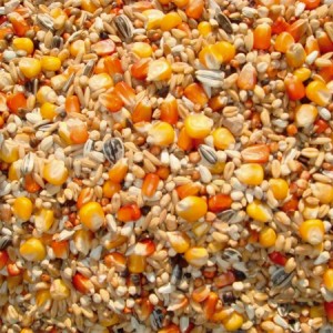 VB Racing without peas...