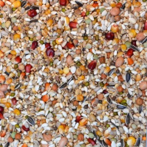 VB Clique Golden Racing...