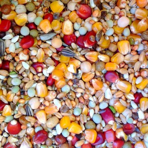 IR Super Sport (20kg)