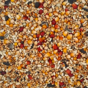 Economic Concurs (20kg)